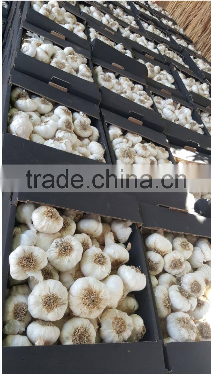 DRY GARLIC