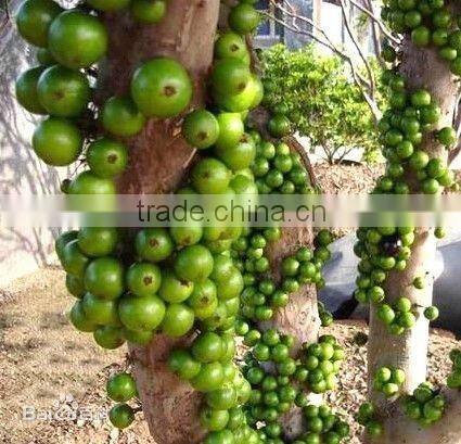 Jaboticaba Seeds Jabuticaba Guapuru Hivapuru Sabara Ybapuru Brazilian Grape Tree Seeds For Growing
