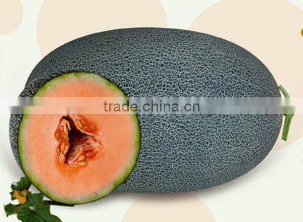 MSM07 Ruiqi Dark green high sugar chinese hybrid hami melon seeds for sale