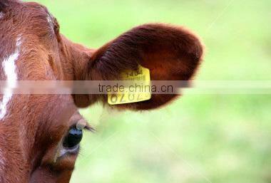 animal ear tag passive uhf rfid ear tag eco-friendly disposable TPU rfid tag for cows cattle