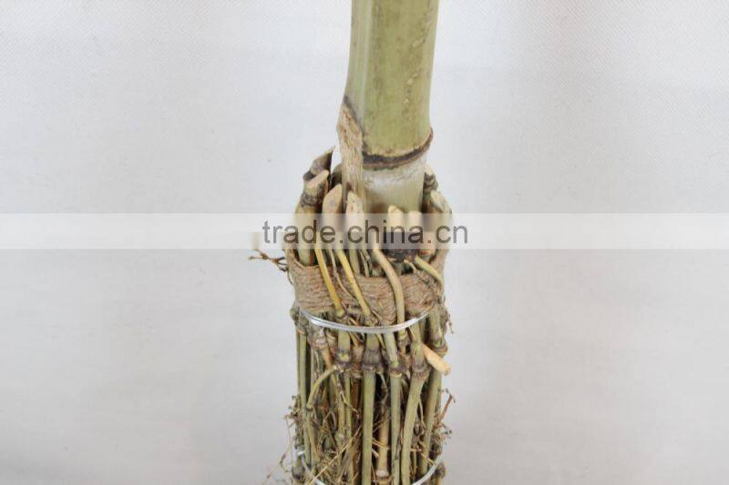 Bamboo broom