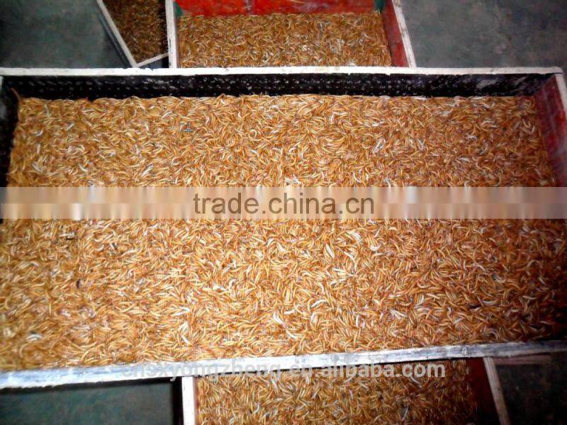 Organic Chicken Feed Mealworm ; Dried Mealworms Of Chicken Feed