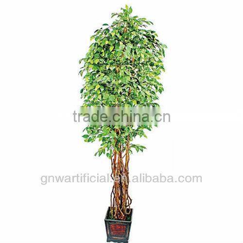 bonsai plant ficus tree indoor GNW G41