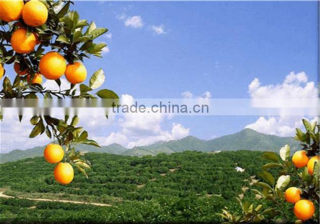 fresh fruit orange juicer extractor machine