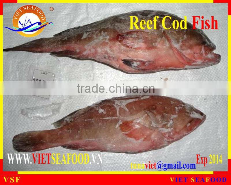 FROZEN REEF COD FISH WHOLE ROUND