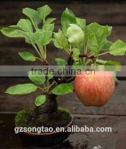 Realistic mini Apple plants fresh apple fruits for sale