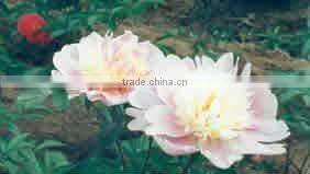 Herbaceous Peony Plant Root Chun Hong Jiao Yan