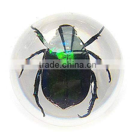 6.0 cm real resin acrylic marble ball with bugs