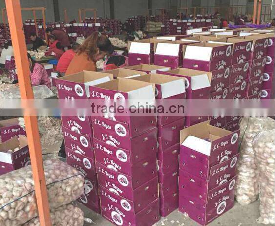 China garlic pric