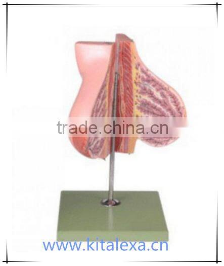 Breast anatomy model of lactating women KA-TP0001
