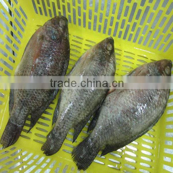 Frozen Whole Tilapia Fish 500g To 800g