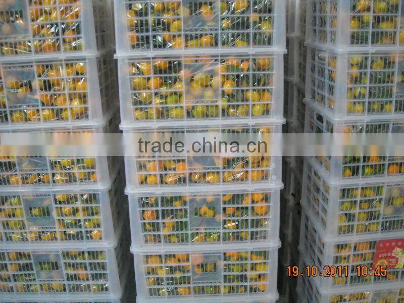 Fresh Baby Mandarin Orange Citrus Fruits