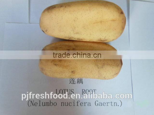Bulk Package Lotus Root