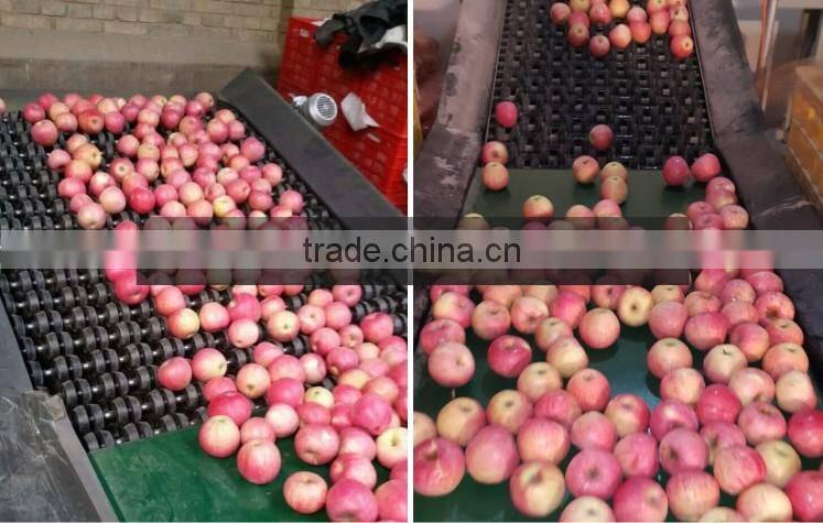 large quantity fresh green qinguan apple from China