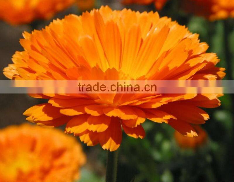 GMP Certified Manufacturer Supply Lutein Supplement