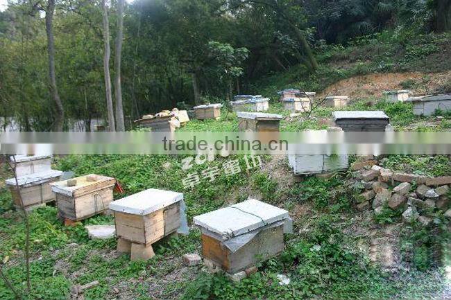 hot sale customizable wooden beehive