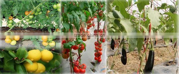 Drip Irrigation in Potato,Tomato,Garden,Agriculture,Tree,Nursery
