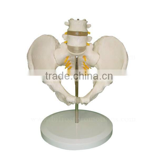 High Quality Human Body Anatomy Pelvis Spine Model