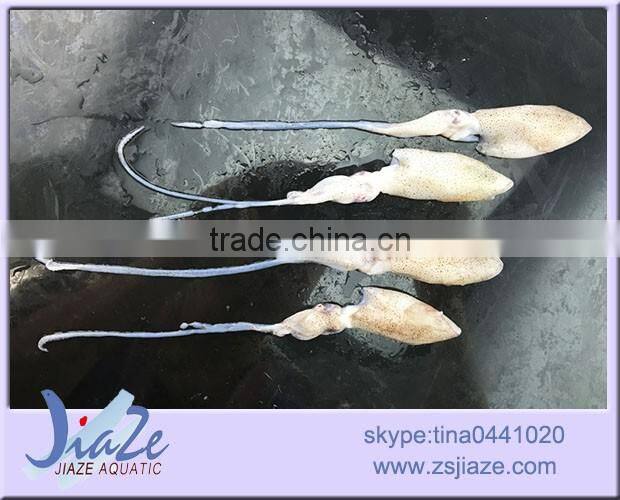 zhoushan seafood suppliers frozen baby squid