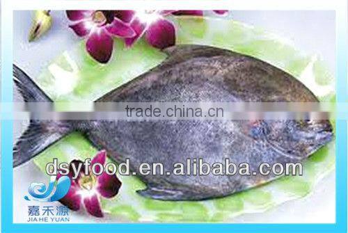 Frozen whole black pomfret fish