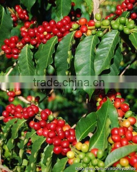 Best Quality coffee bean cleaning machine for coffee bean processing