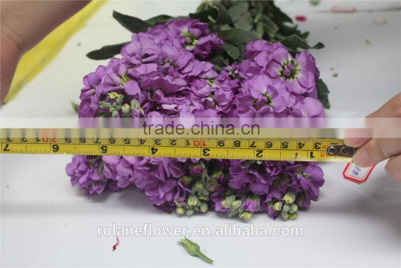 hight quality cut fresh violet flowers wholesale