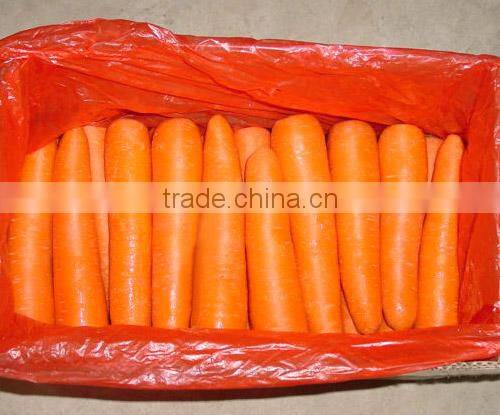 fresh carrot