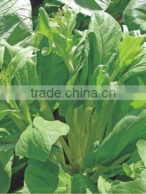 2015 good quality flower Chinese cabbage for growing