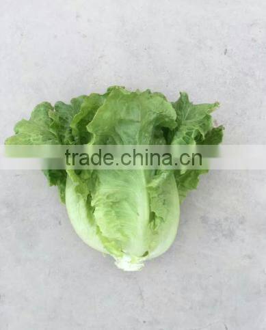 2016 Chinese vegetable hybrid resistance heat Lettuce Seed for Growing-letuuce 369