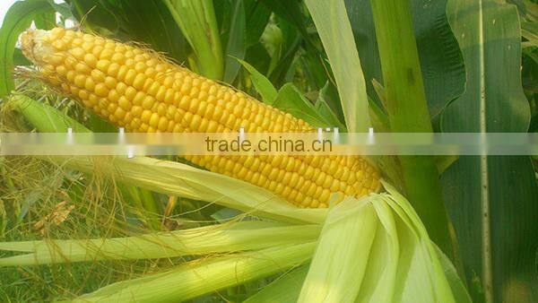 MCO01 Keai super sweet hybrid yellow corn seeds companies