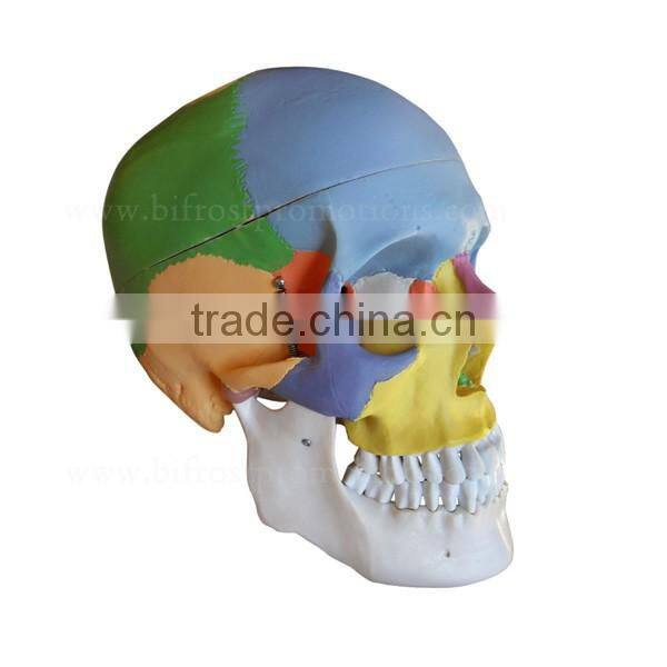 Life Size Plastic Medical Anatomical Skull Model