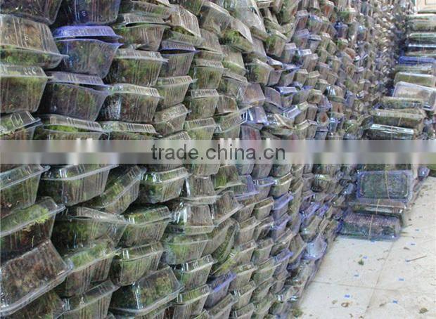 DIY accessories natural green micro landscape decorative moss