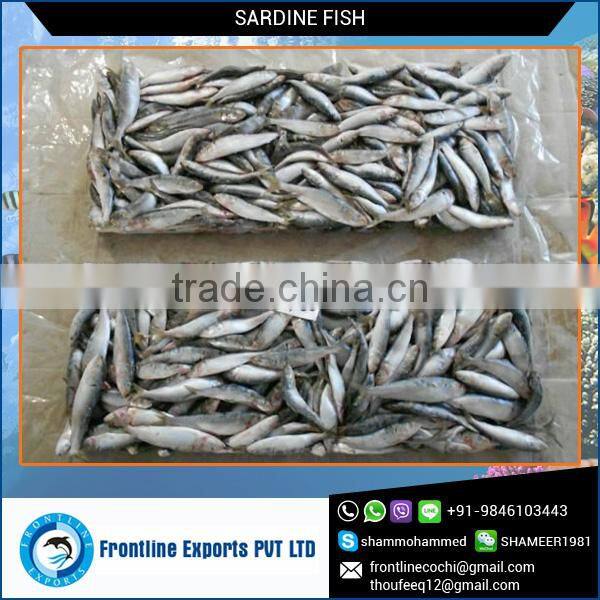 Whole Frozen Sardine Fish
