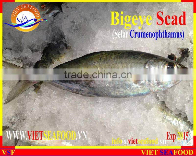 FROZEN BIGEYE SCAD WHOLE ROUND