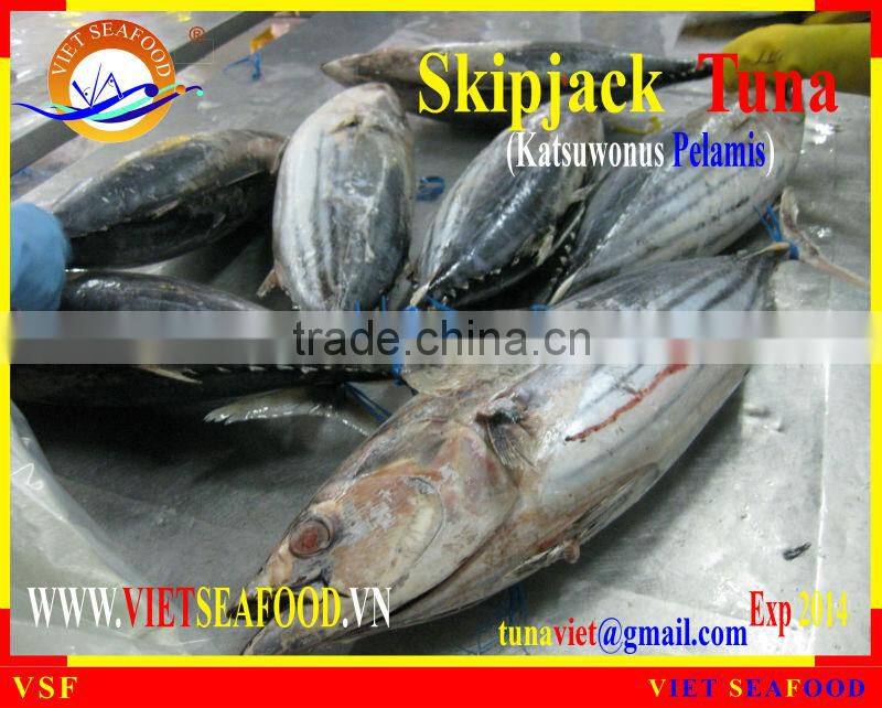 FROZEN SKIPJACK TUNA WHOLE ROUND