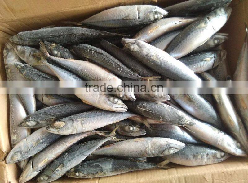 Best Price For Canned Frozen Mackerel Fish