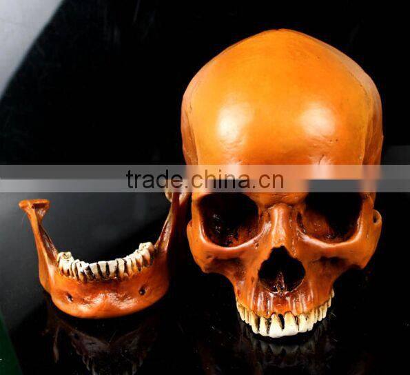 Human Resin Skull Model for Halloween