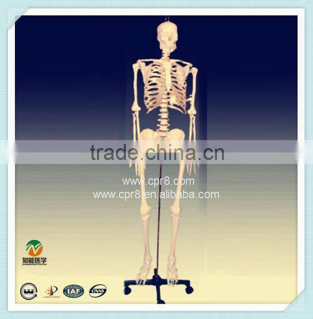 Human skeleton model medical model BIX-A1003
