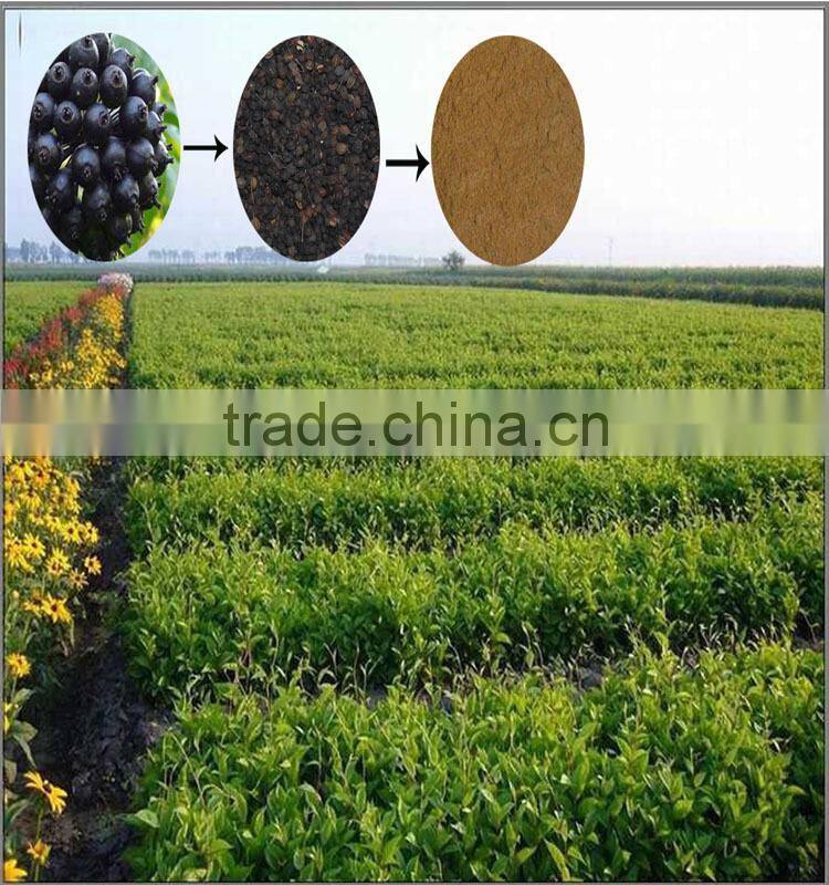 Natural Herb Siberian Ginseng Extract Powder