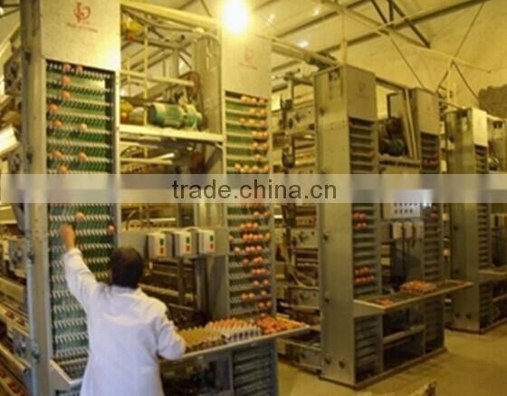 design layer chicken cages