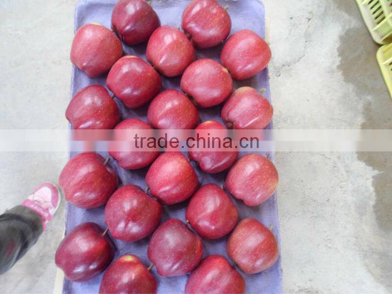 80% and up red colour huaniu apples
