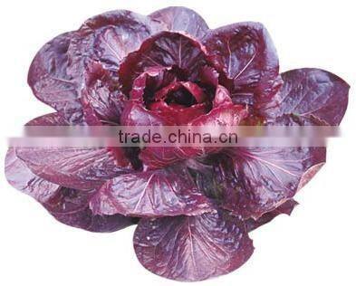 2016 Chinese purple vegetable Seeds Health vegetables seeds for sale-Zi Hong