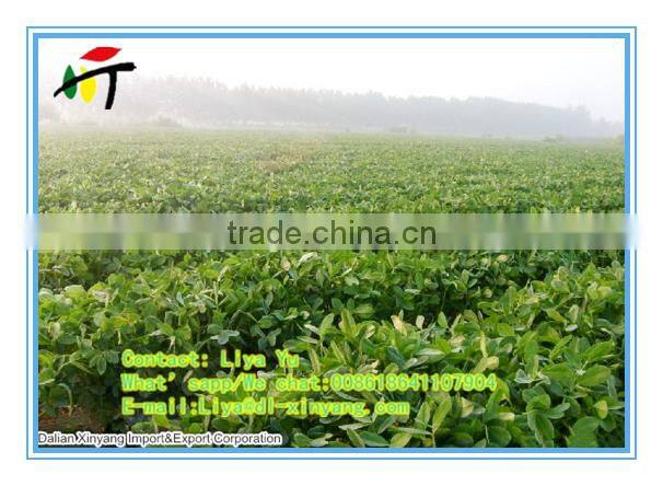Wholesale crispy chilli flavor coated spicy peanuts Spicy Fried Peanut Flavor peanut OEM service for crispy spicy peanuts