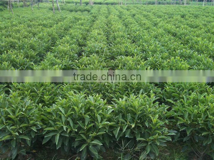 evergreen foliage Fagraea ceilanicaof outdoor indoor landscaping decorative ornamental plants