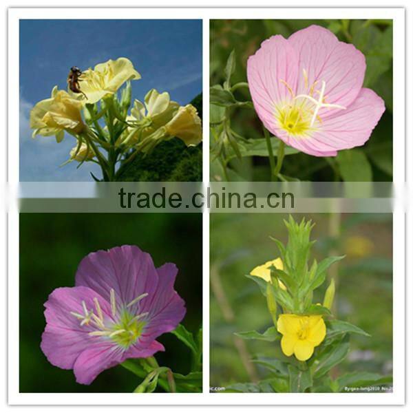 Pure Evening primrose oil with high quality
