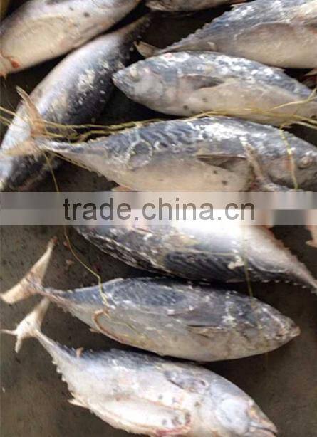 High Quality Frozen Bonito Tuna Whole Fish Frozen Bonito Tuna Fresh