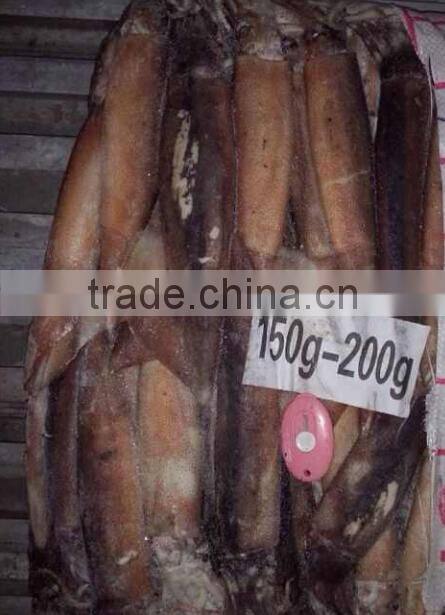 Frozen Illex Squid
