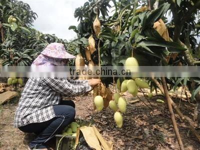 Malaysia Vietnam Sri Lanka kraft paper mango protection bag