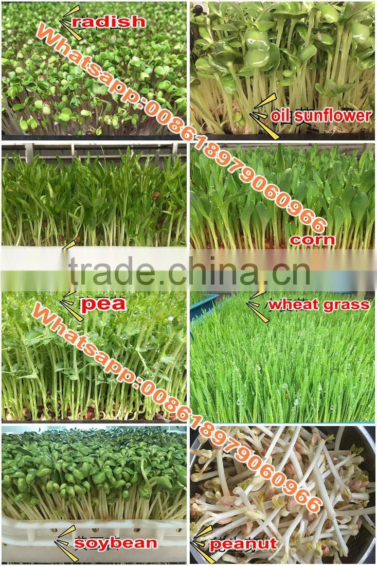 WHIR Saudi Arabia with SASO certificate hydroponic hydroponics cultivation for growing fodder grass,barley,wheat