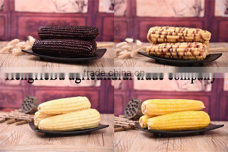 china supplier as gift for child yellow waxy corn